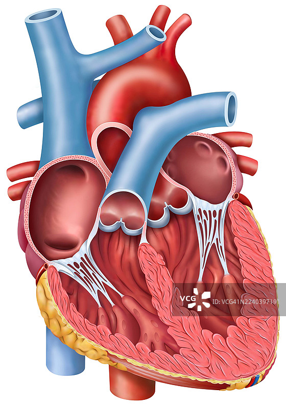 心脏的解剖和矢状面，插画图片素材