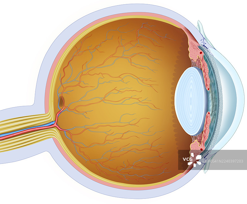 眼睛的结构，插画图片素材