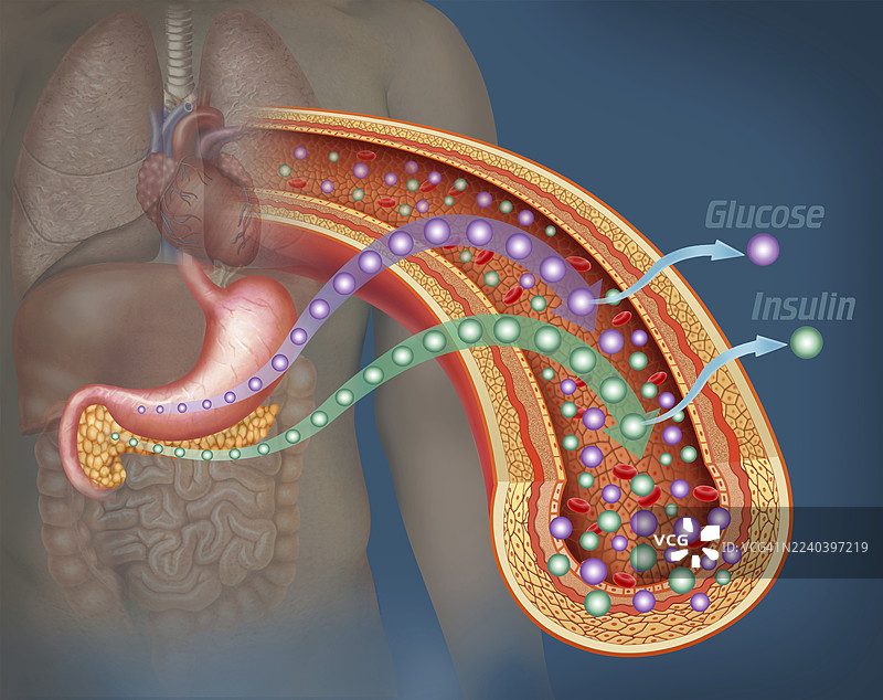 胰岛素和葡萄糖的产生，插画图片素材
