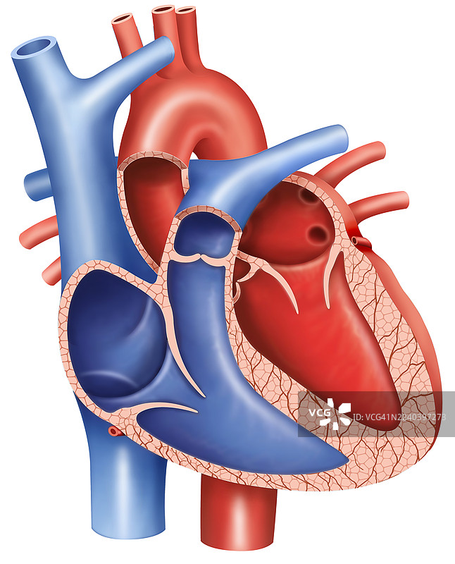 心脏的矢状面，插画图片素材