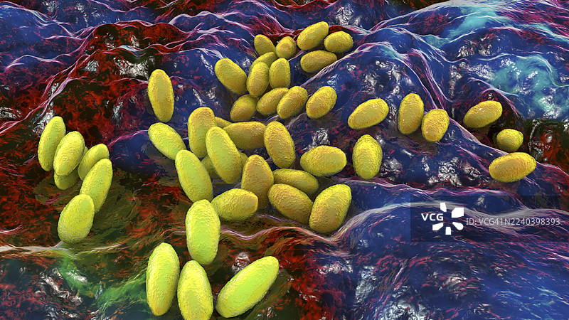 布鲁氏菌属人类细菌，插画图片素材