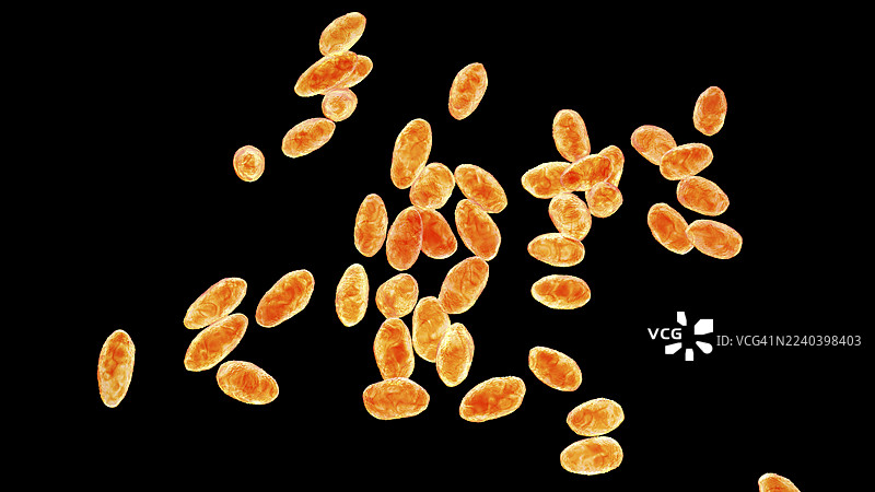 布鲁氏菌属 anthorpi 细菌，插画图片素材