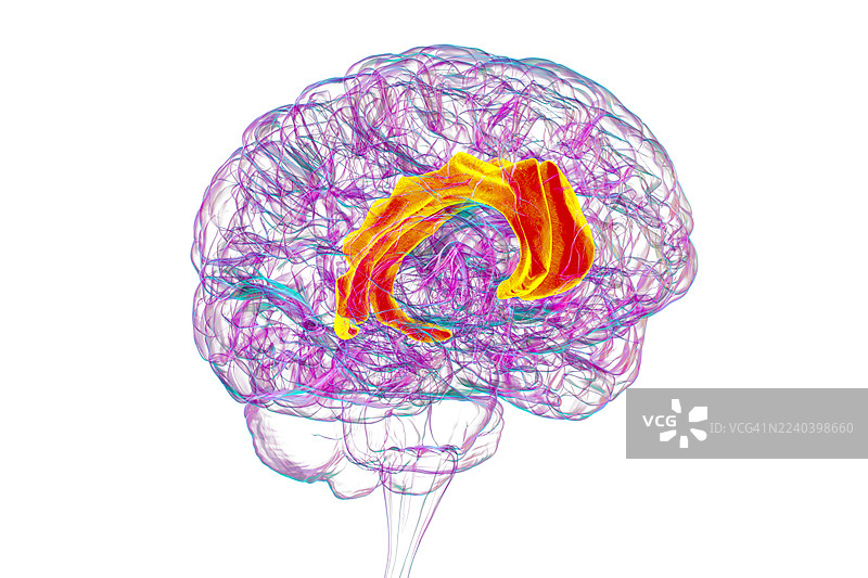 人类大脑，重点突出扣带回，插画图片素材