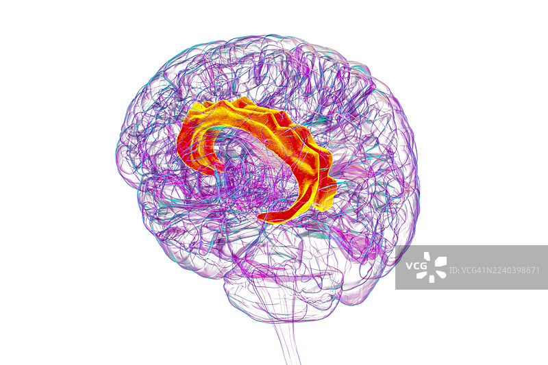 插画：突出显示扣带回的人脑图片素材