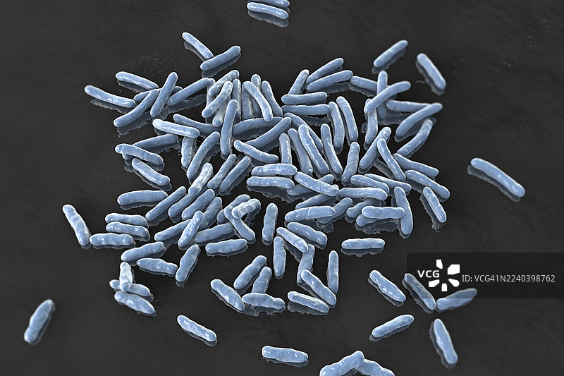 尼亚拉氏菌，插画图片素材