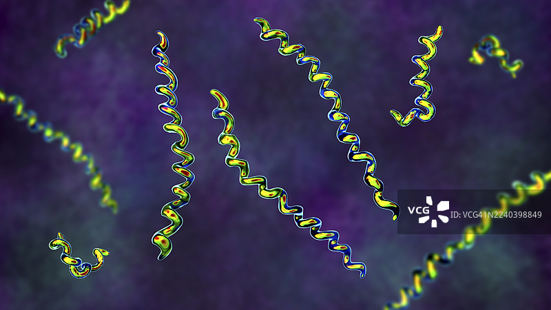 梅毒螺旋体细菌，插画图片素材