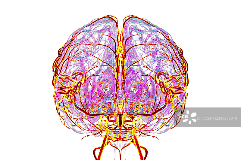 大脑动脉，插画图片素材