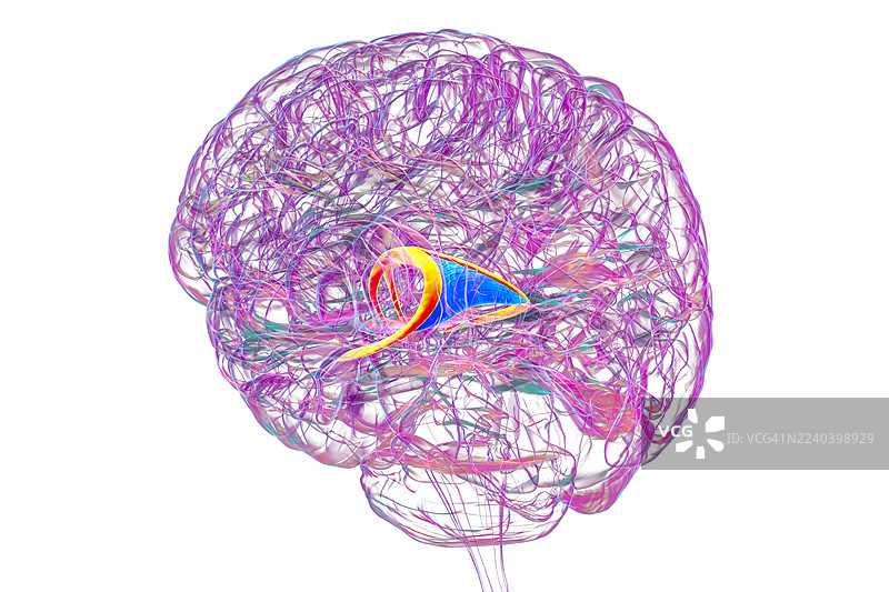 大脑穹窿，插画图片素材
