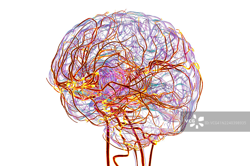 大脑动脉，插画图片素材