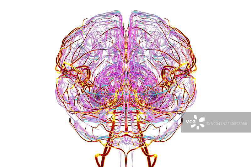 大脑动脉，插画图片素材