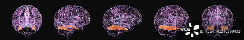大脑的梭状回被高亮显示，插画图片素材