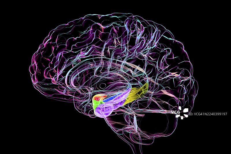 杏仁核、海马体及相关皮质插画图片素材