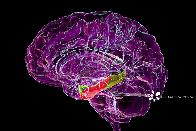 副海马回及其相关皮质的插画图片素材