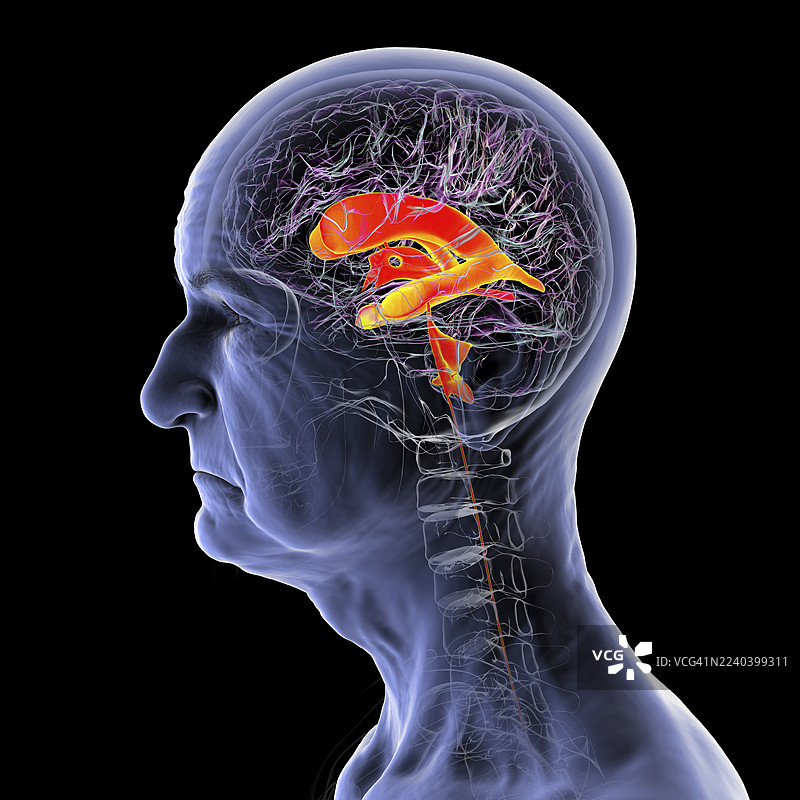 大脑的脑室系统，插画图片素材