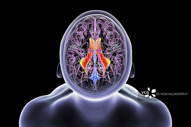 侧脑室，插画图片素材