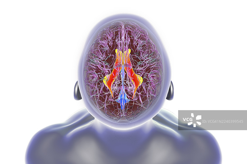 脑侧脑室，插画图片素材