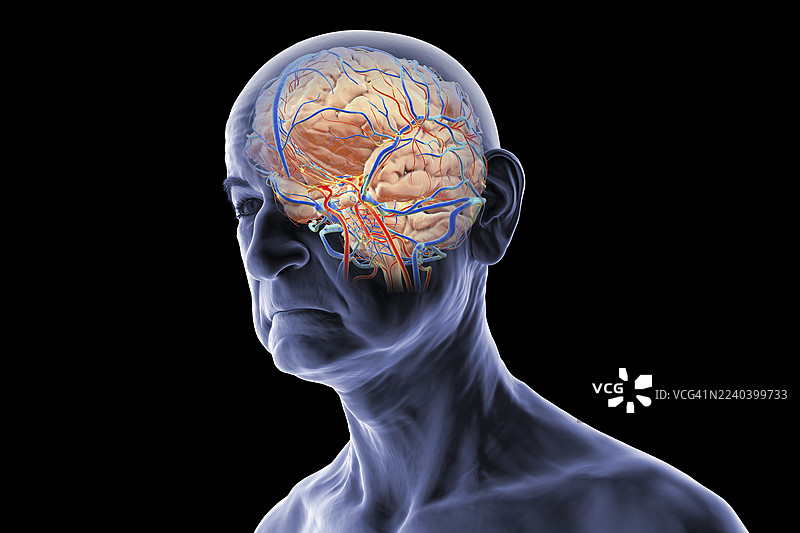 高亮显示血管的人脑插画图片素材