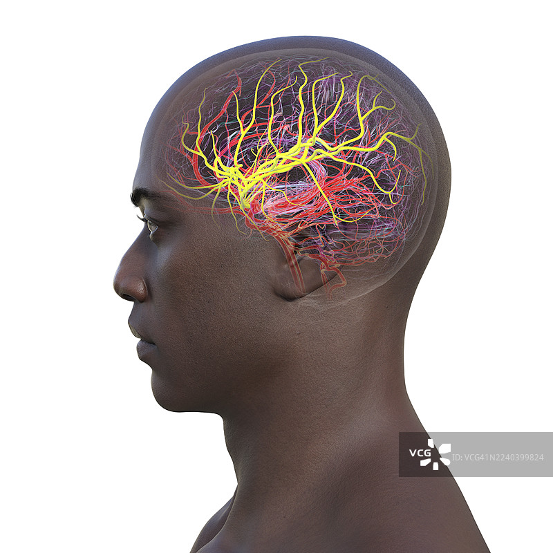 大脑中动脉，插画图片素材