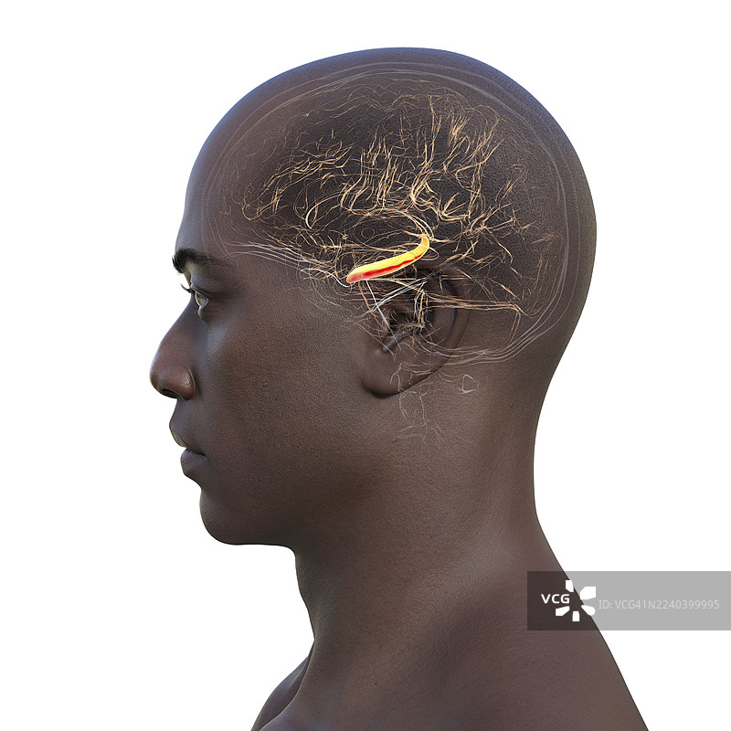 高亮显示海马体的人脑插画图片素材