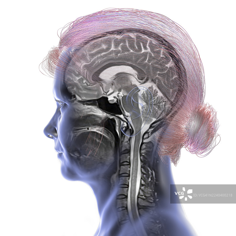 大脑解剖核磁共振成像扫描，插画图片素材
