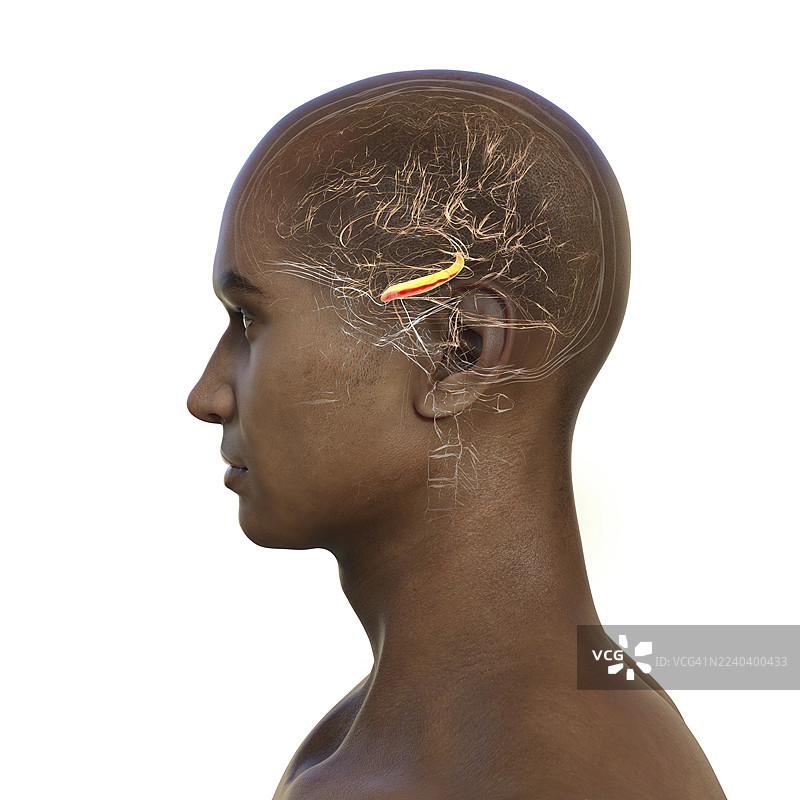 大脑海马体高亮插画图片素材