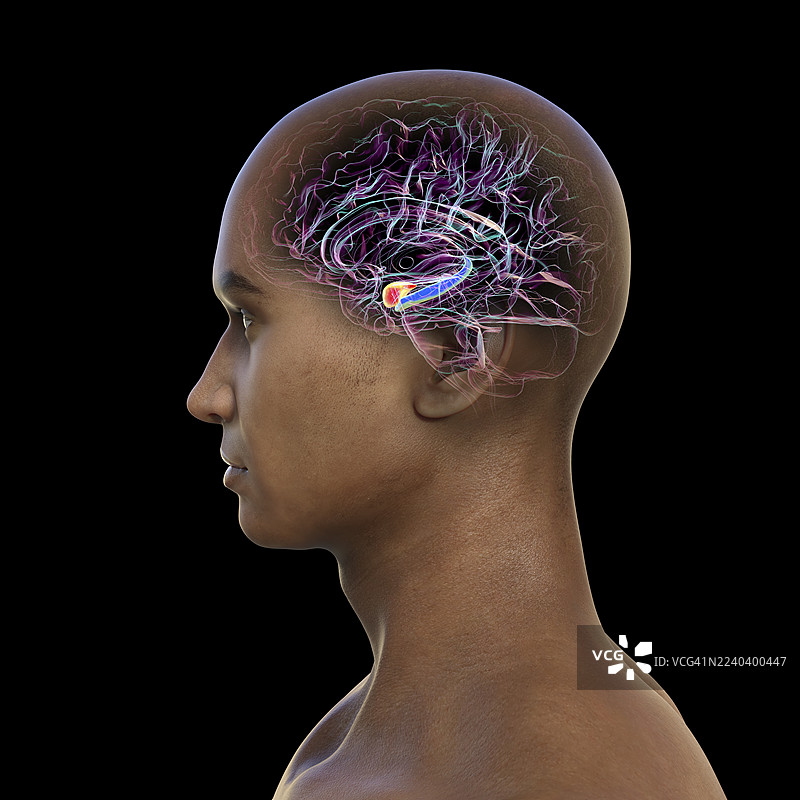 人脑中的杏仁核和海马体，插画图片素材