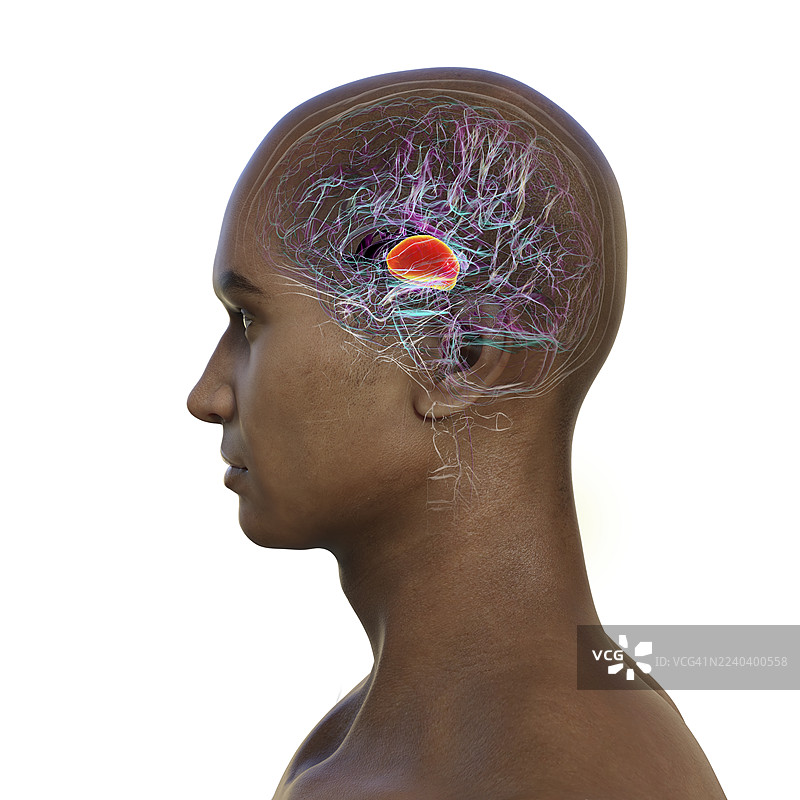 人脑丘脑，插画图片素材