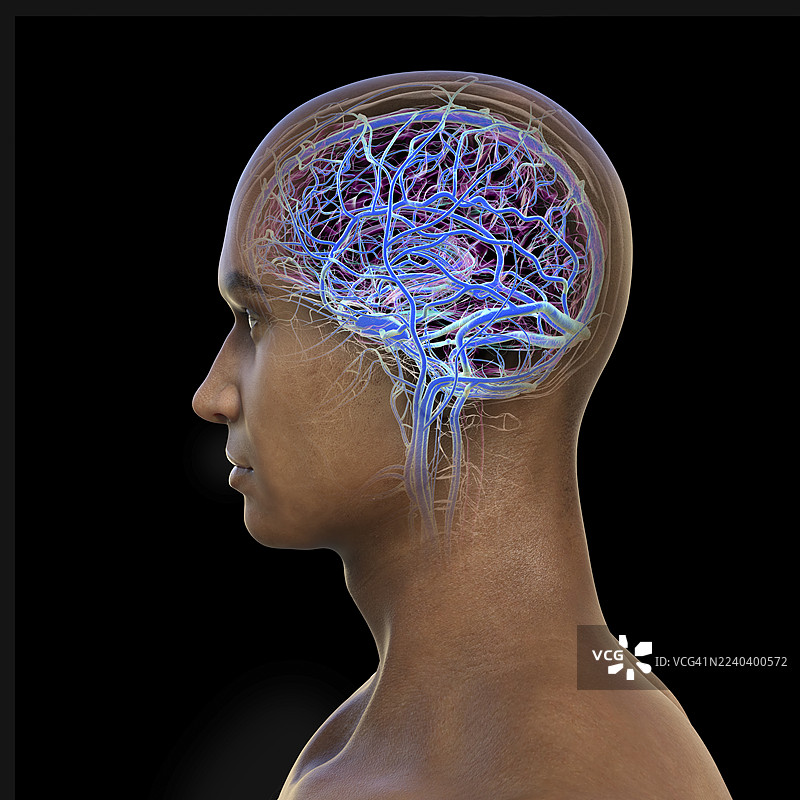 大脑静脉，插画图片素材