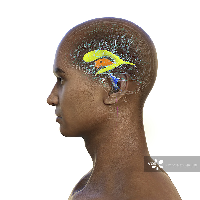 高亮显示脑室的人脑插画图片素材