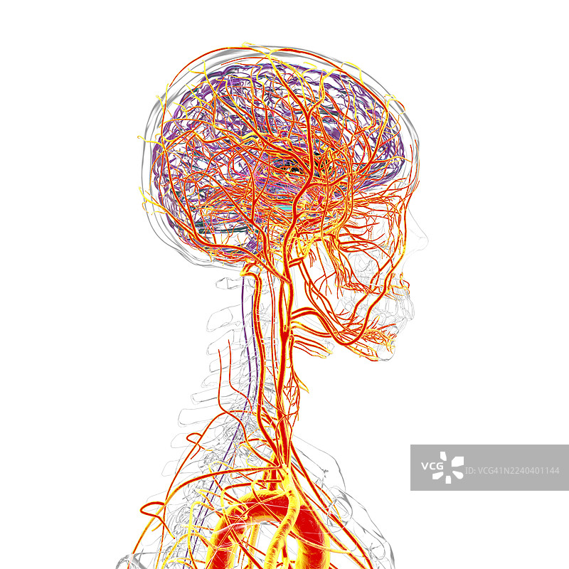 大脑动脉，插画图片素材