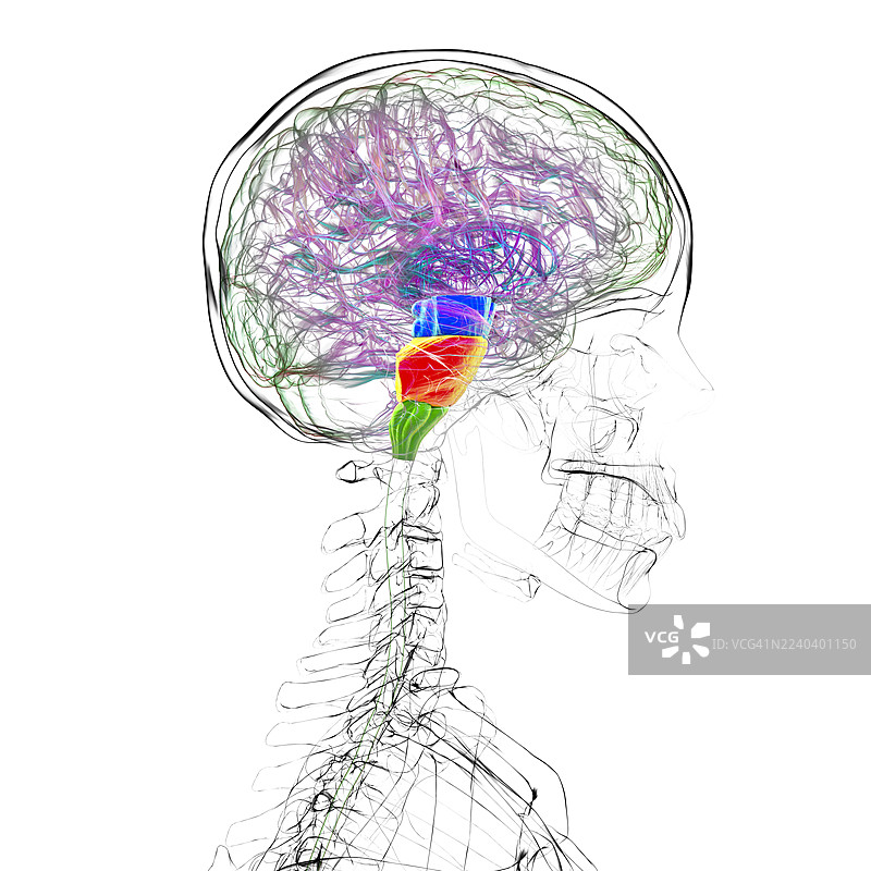 大脑脑干高亮显示，插画图片素材