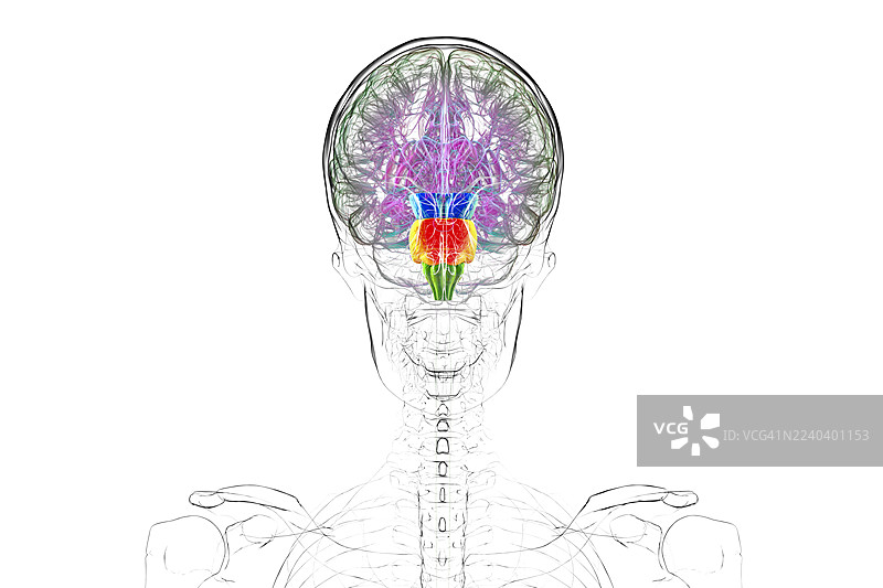 人脑脑干高亮插画图片素材