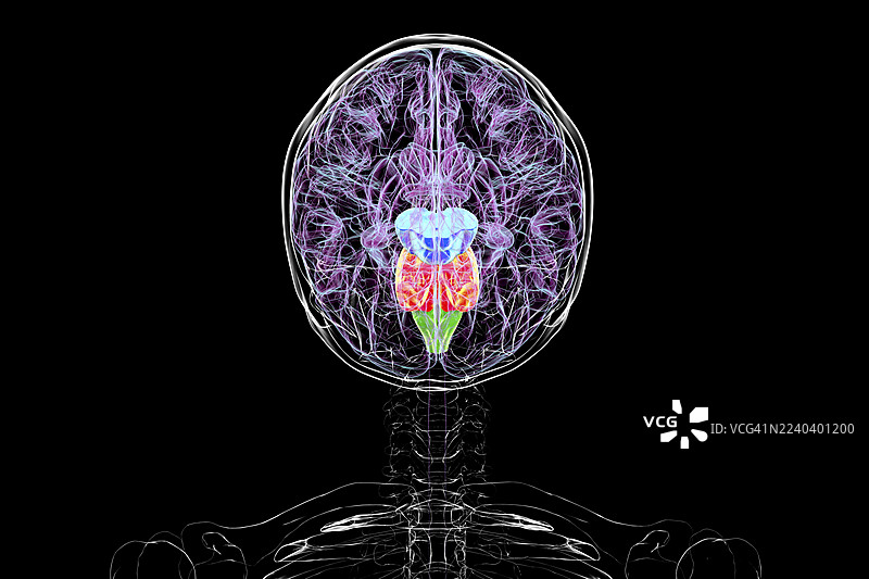 大脑脑干高亮显示，插画图片素材