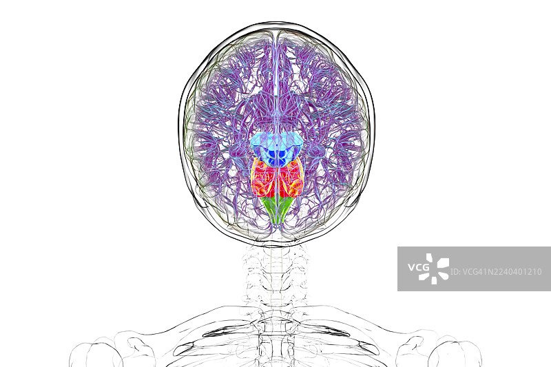 大脑脑干高亮插画图片素材