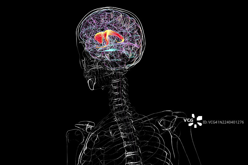 高亮显示尾状核的人脑插画图片素材