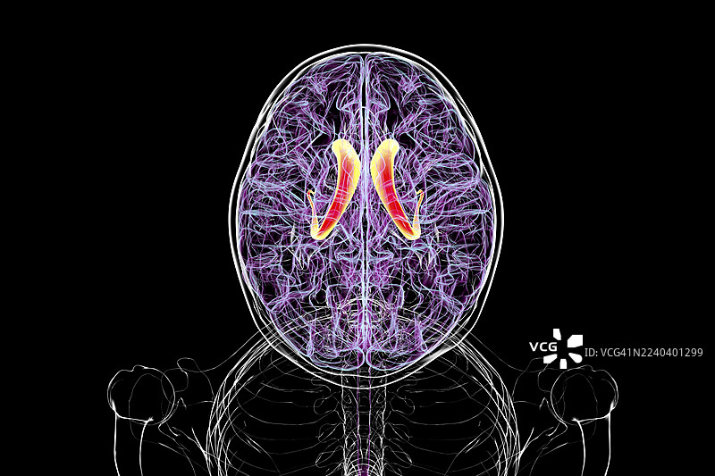 高亮显示尾状核的人脑插画图片素材