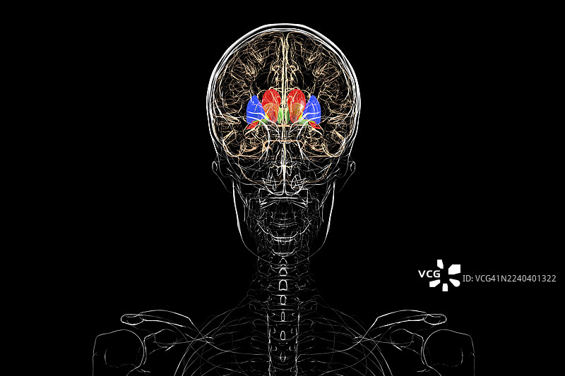 基底神经节，插画图片素材