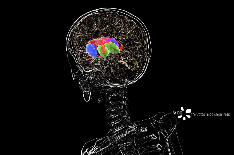 基底神经节，插画图片素材