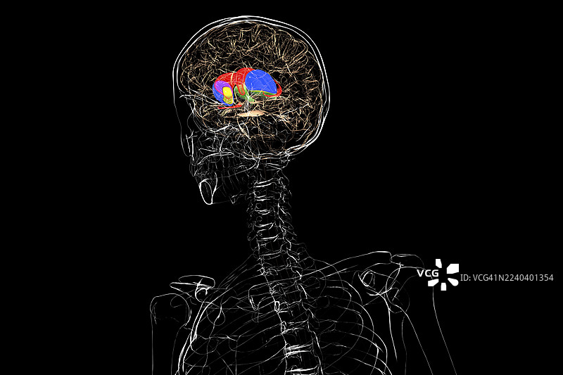 基底神经节，插画图片素材