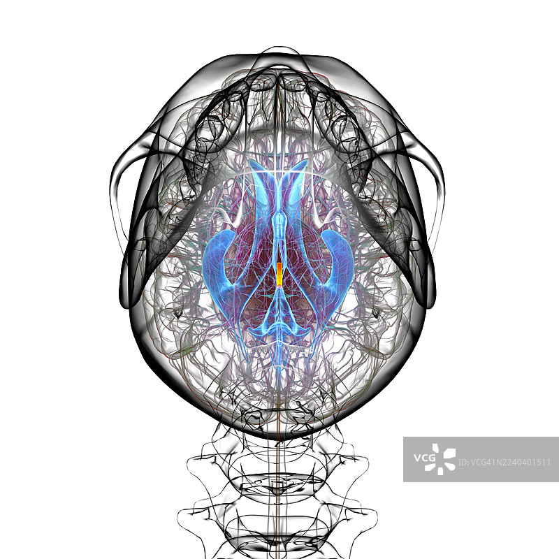 脑导水管和脑室，插画图片素材