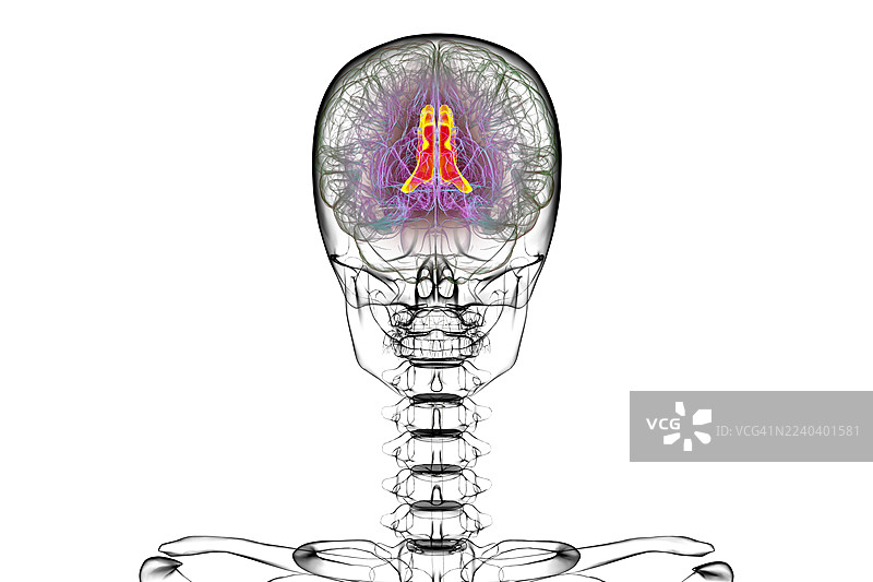人类大脑，突出显示扣带回，插画图片素材