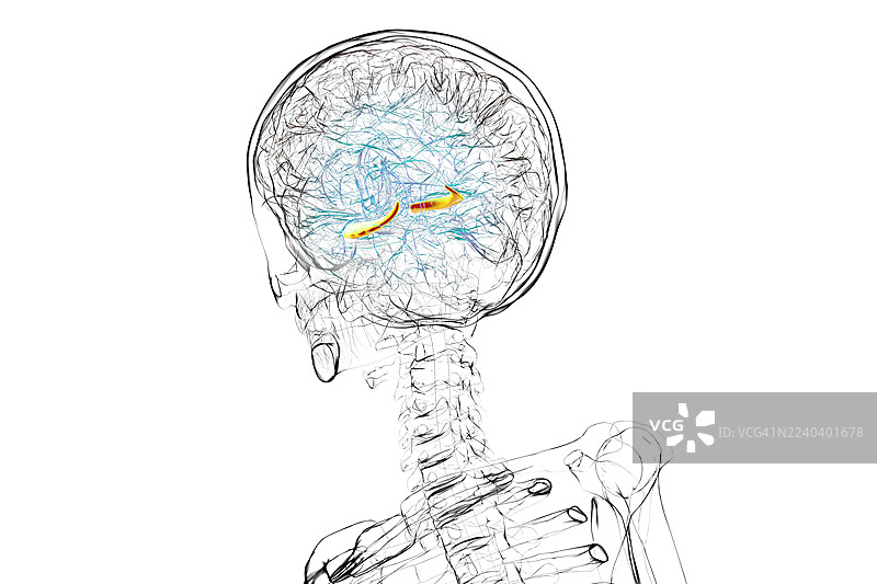 大脑海马体高亮插画图片素材