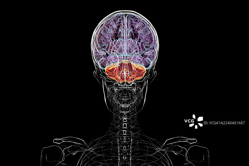 突出显示小脑的人脑插图图片素材