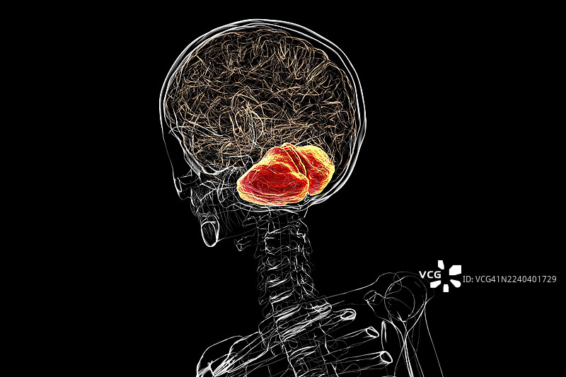 大 n 脑，小 n 脑高亮，插 n 画图片素材