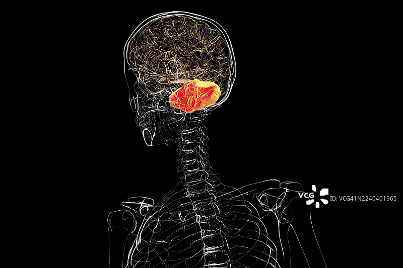 人脑（小脑高亮），插画图片素材