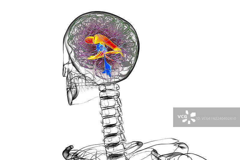 侧脑室，插画图片素材