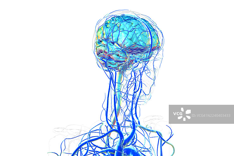 大脑静脉，插画图片素材