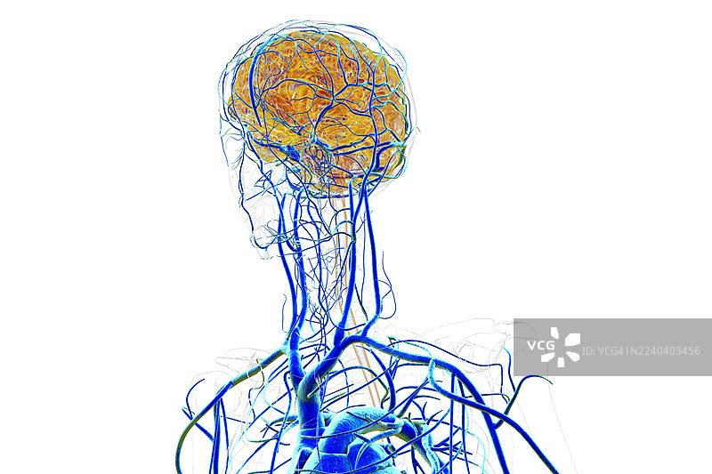大脑血管，插画图片素材