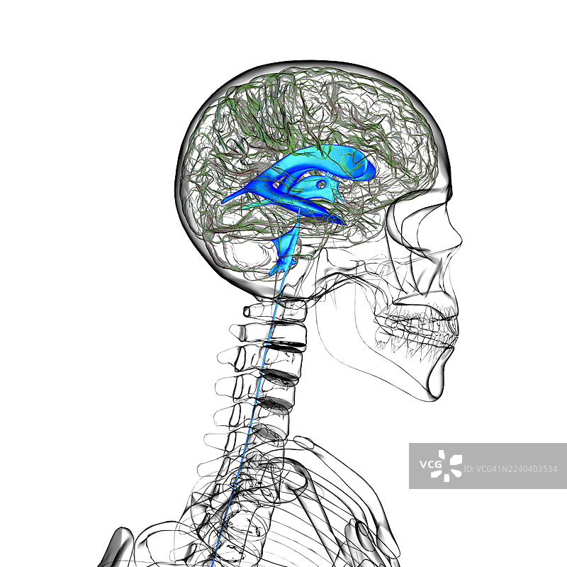 大脑的脑室系统，插画图片素材