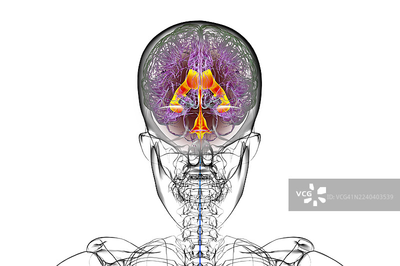 脑室系统，插画图片素材